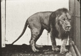 Plate 723 Lion walking and turning around — figure reference